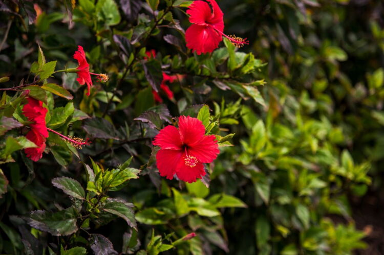 Hibiscus Flowers Bloom Year-Round at Dorado Beach