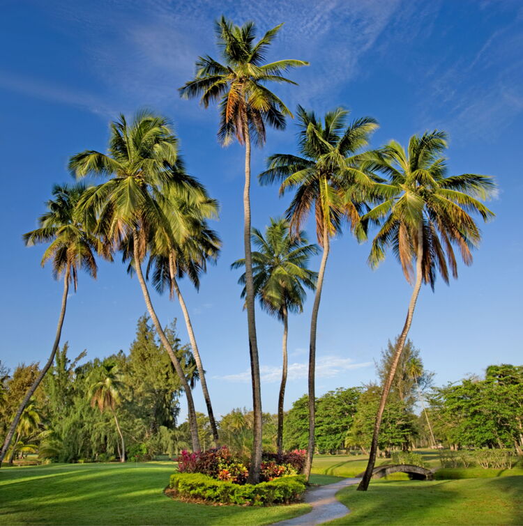 These Views Are Par For The Course at TPC Dorado Beach