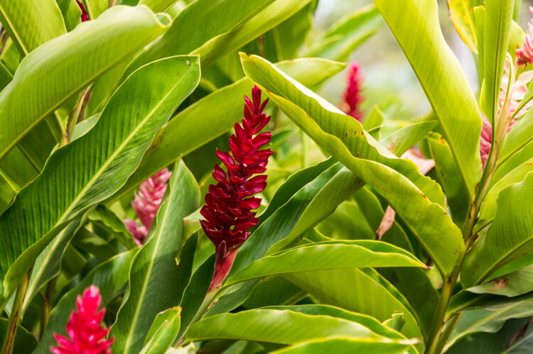 Red Ginger Flowers Grow Abundant