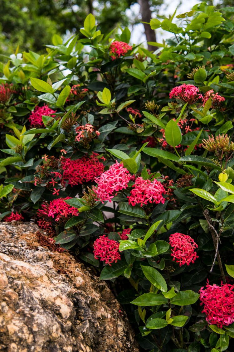 Pentas Spotted on the Trail