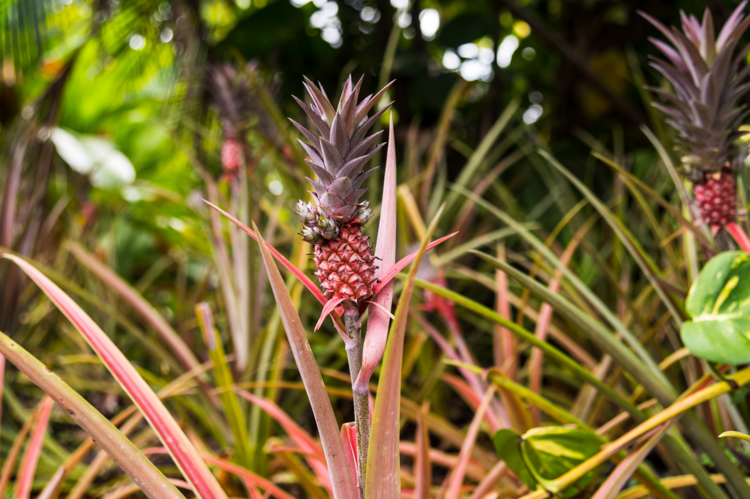 Pink Pineapples Grow Wild at Dorado Beach
