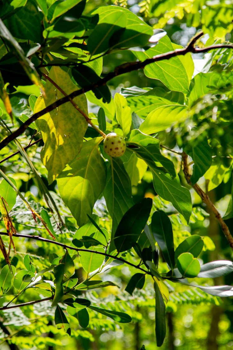 Nature Trail Wonders
