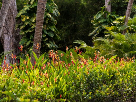 Tropical Flowers Dorado Puerto Rico