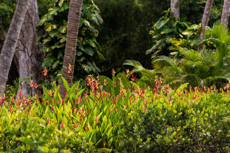 Heliconia's Spotted on the Trail