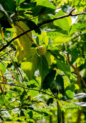 Nature Trail Wonders