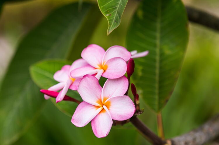 Plumerias on the Trail