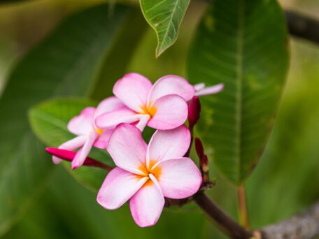 Explore Nature’s Exquisite Beauty Through Outdoor Activities at Dorado Beach